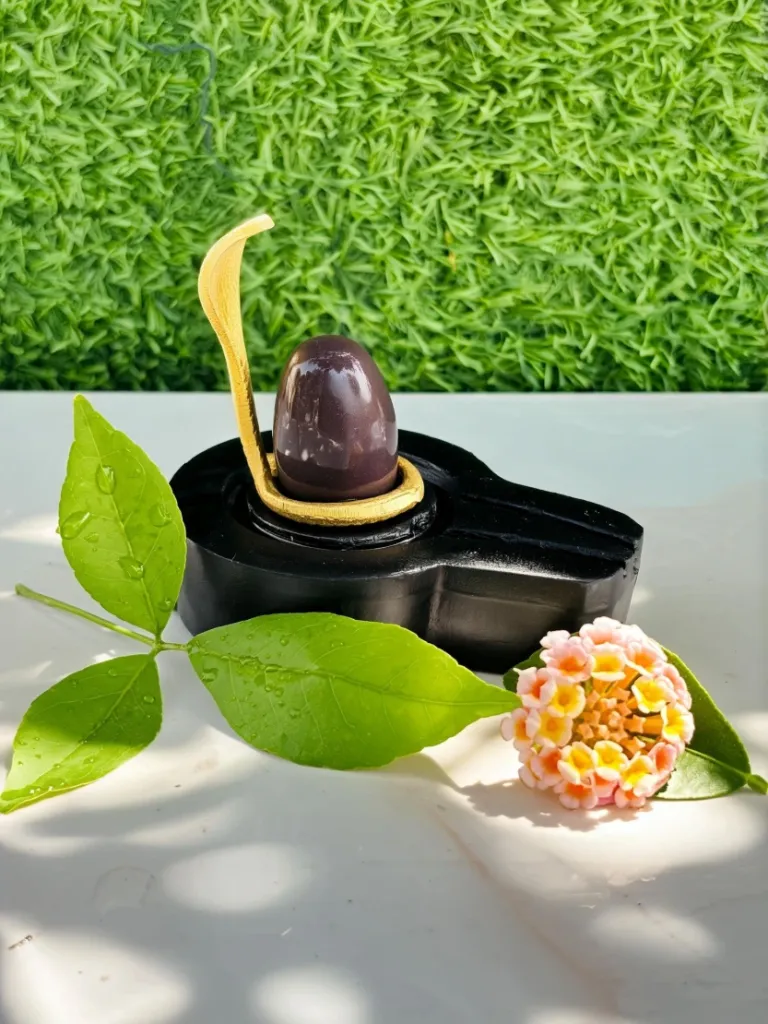 Smallest Size 1.5 Inch Narmadeshwar shivling narmada banalingam with ashok sundari jaladhari